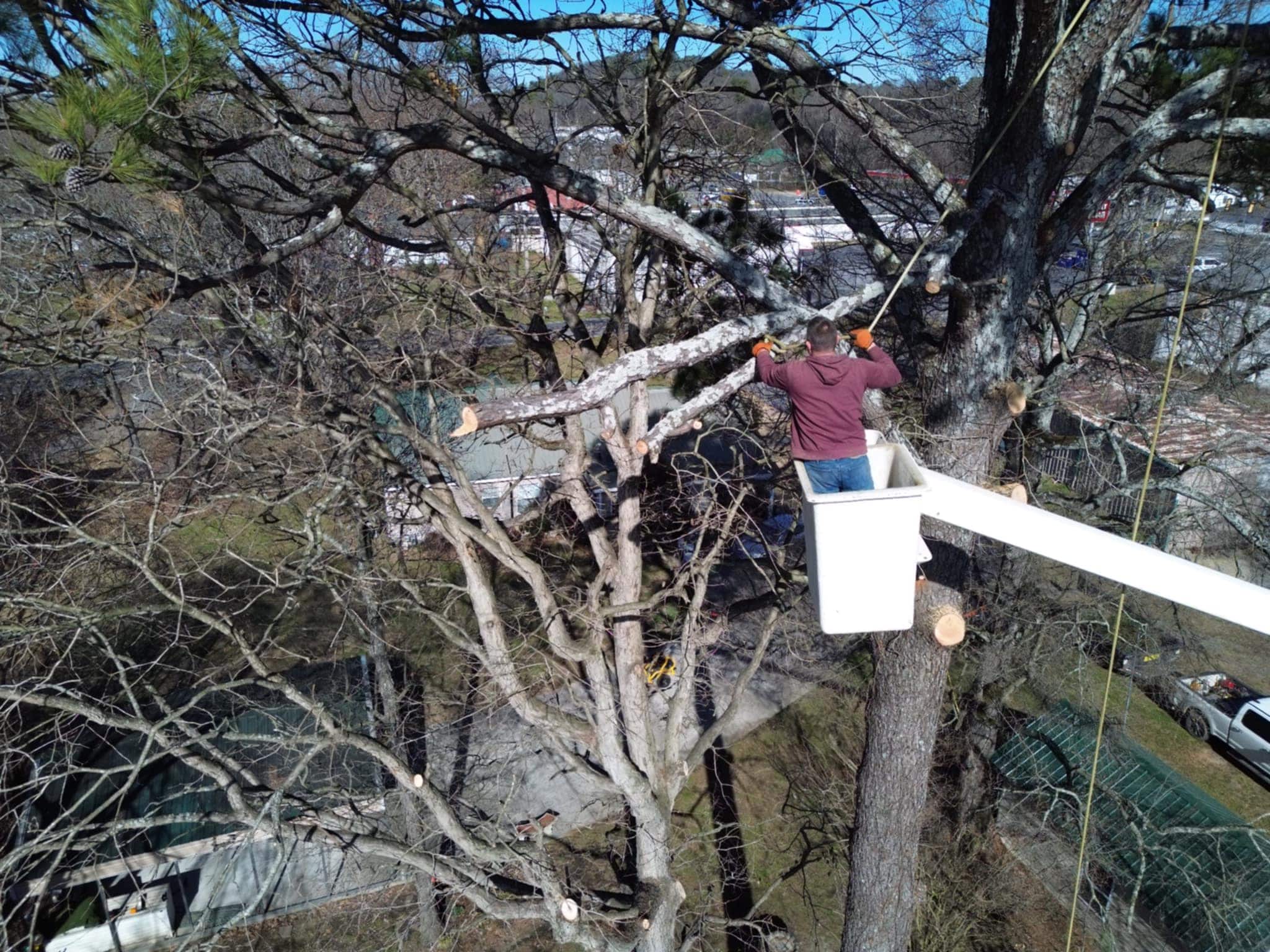 Aerial view of a BTS Tree Removal climber pruning a large oak canopy