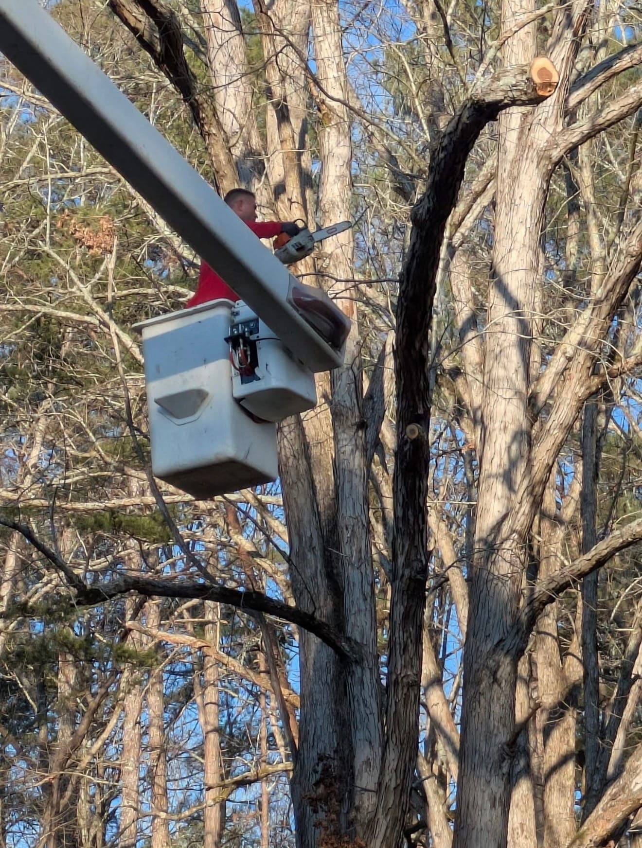Bucket lift removing a tall tree in Calhoun, GA