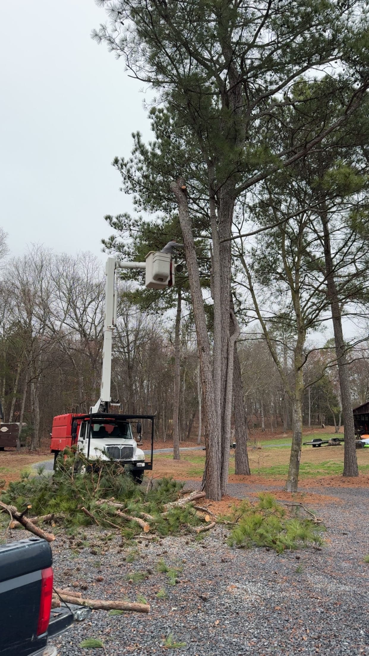 Bucket truck removing tall pine trees on a wooded property