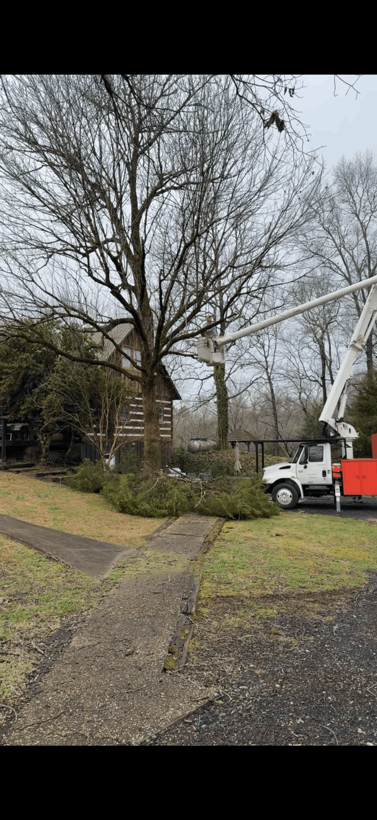 Bucket truck pruning a large tree beside a log cabin