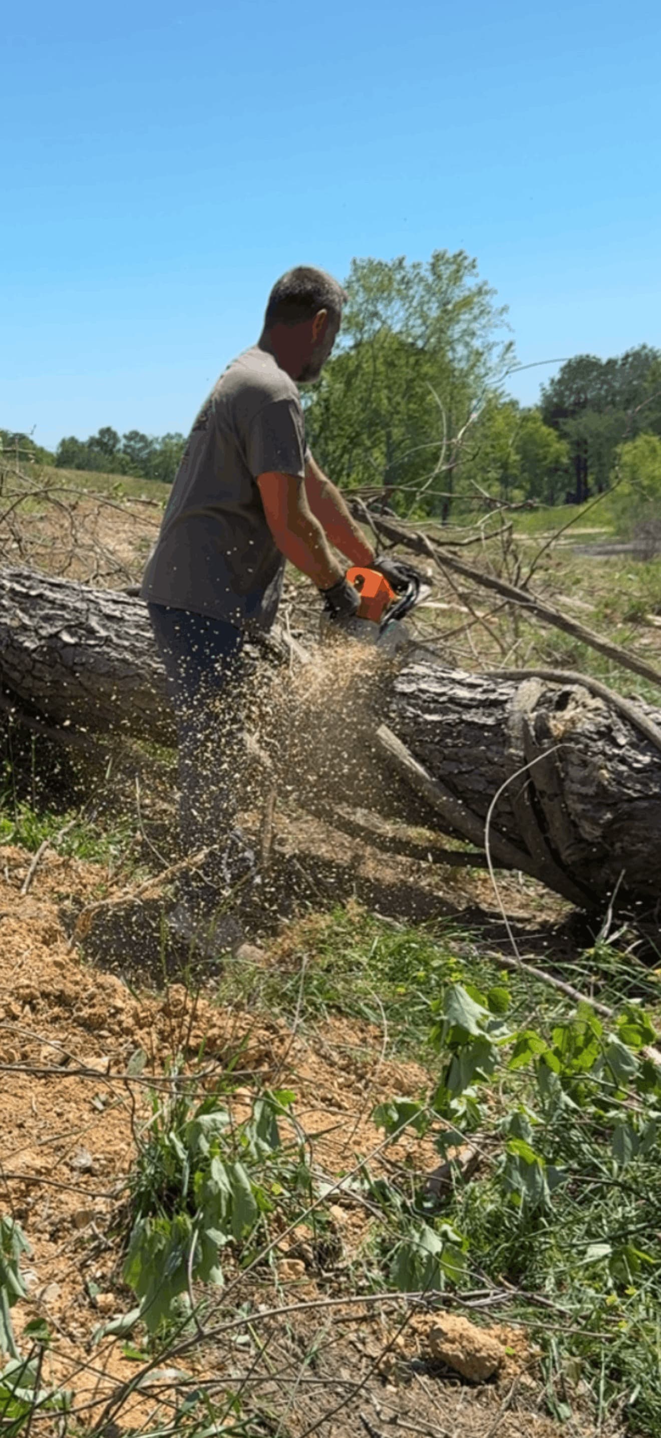 BTS Tree Removal crew member bucking a fallen tree during cleanup