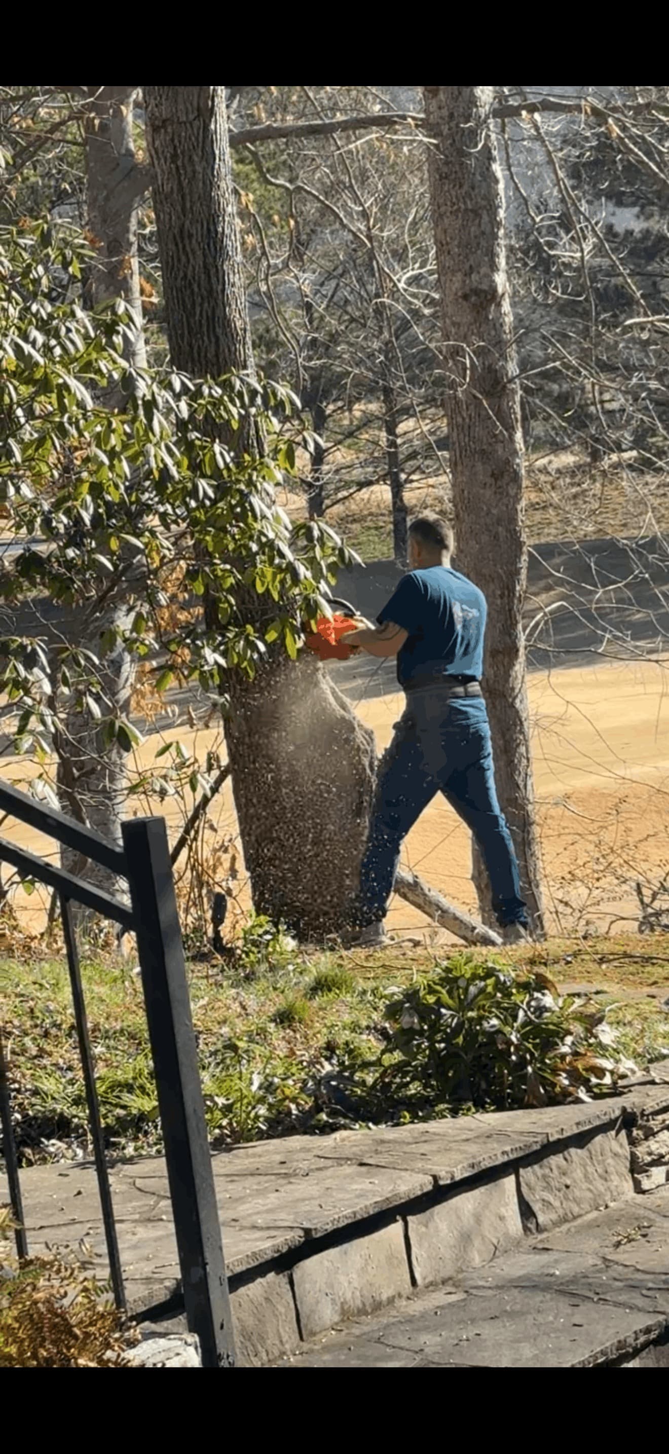 BTS Tree Removal crew member cutting a tree trunk in a residential yard