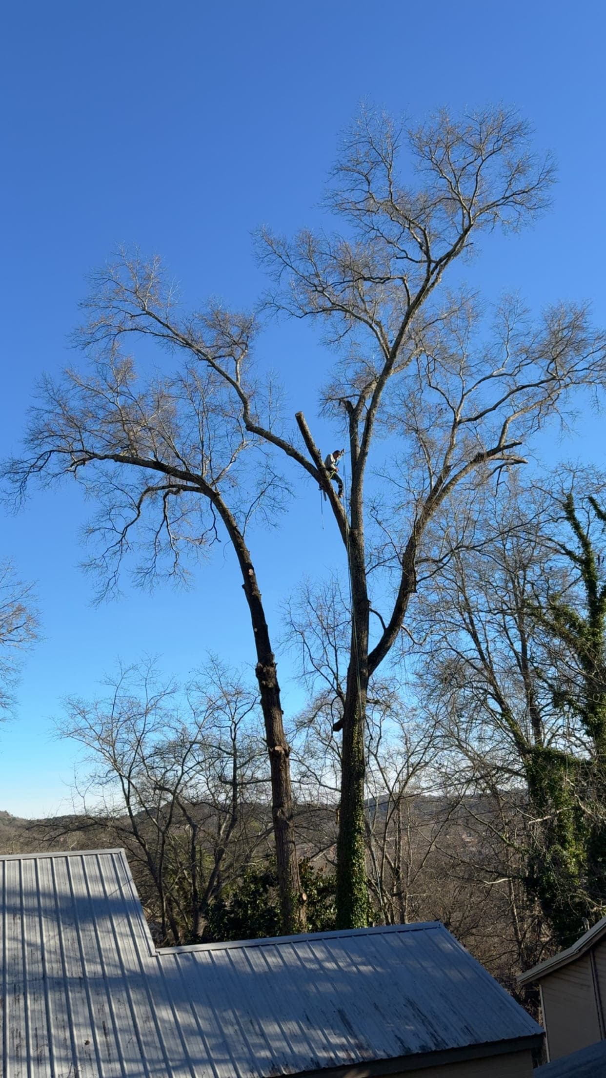 Climber sectioning a tall tree during a removal in North Georgia
