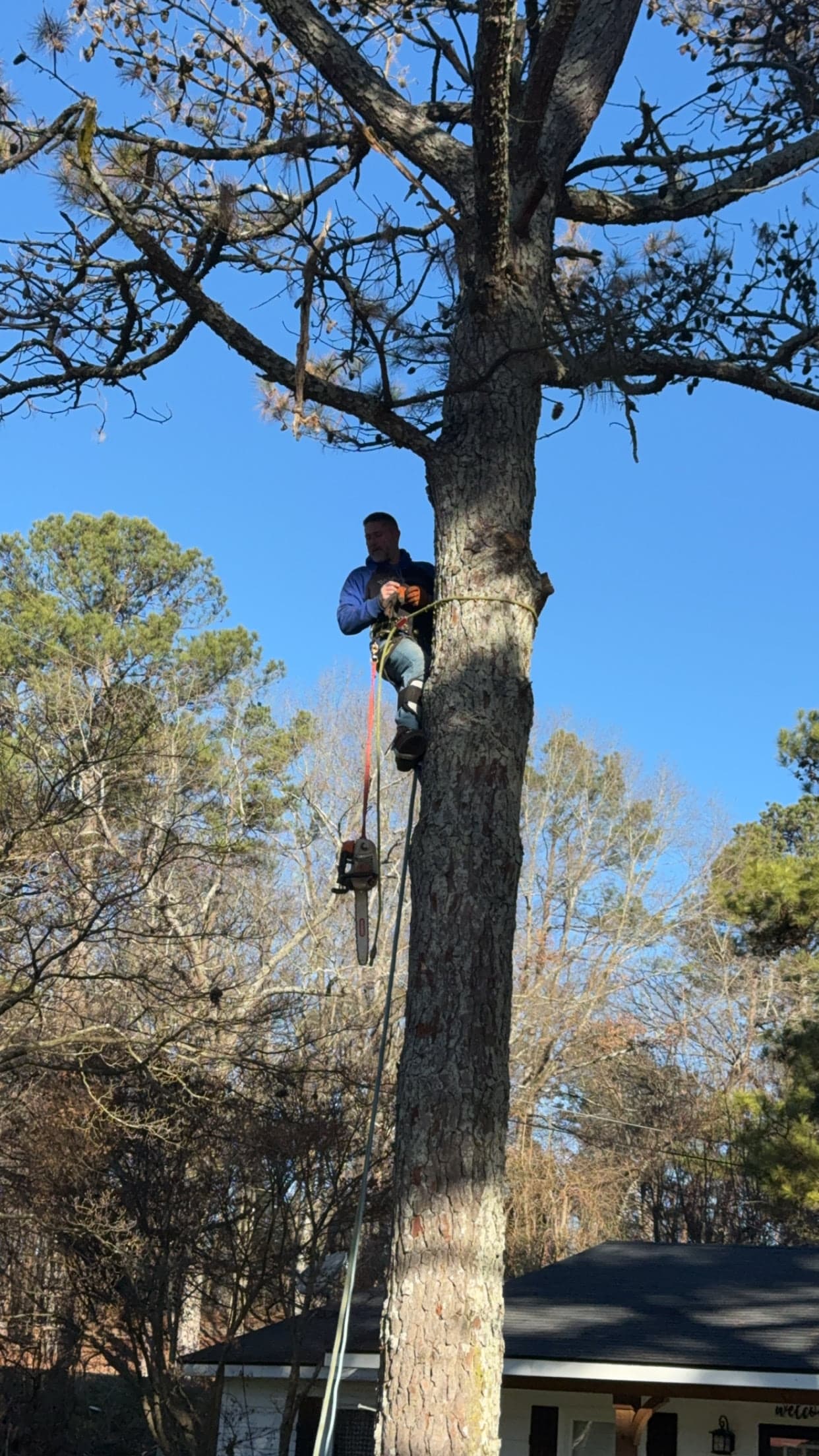 BTS Tree Removal professional climber removing a tall pine in Calhoun, GA