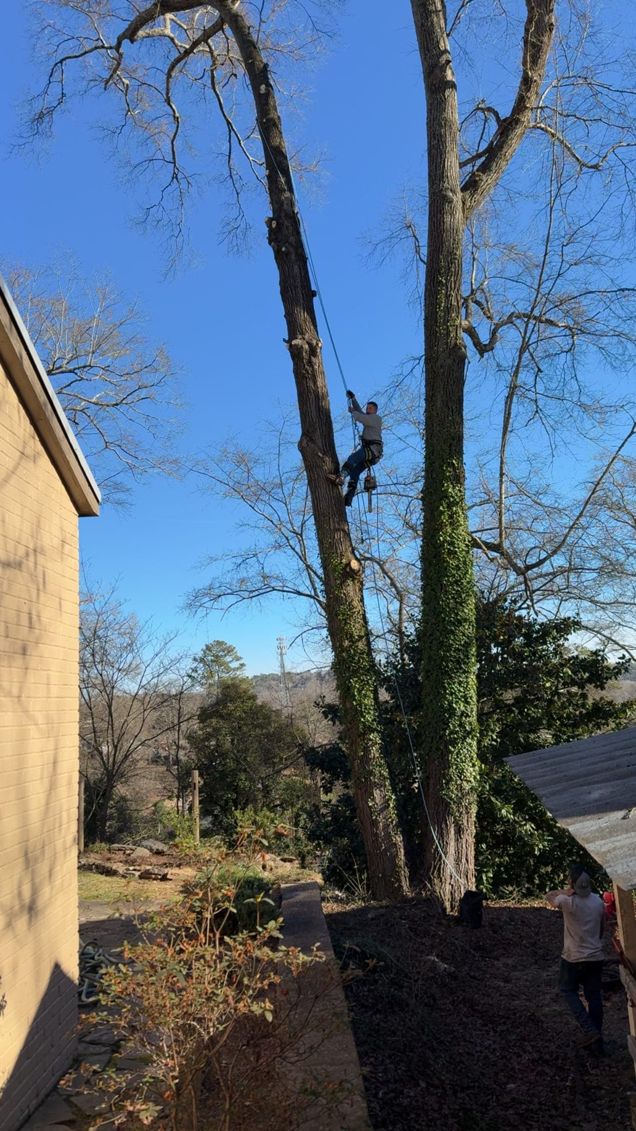 BTS Tree Removal climber on a tight-access tree removal between houses